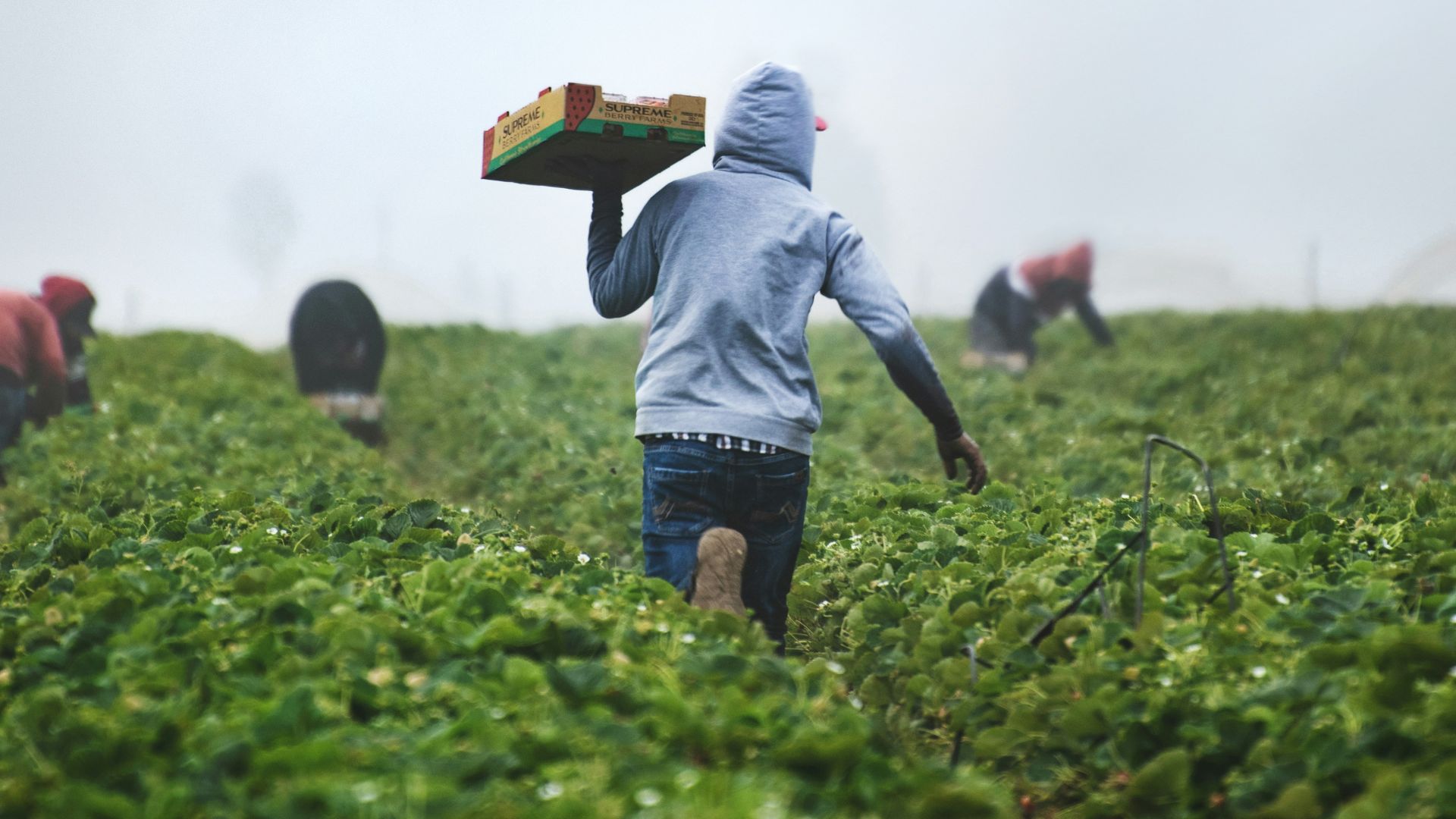 Enterprise Development