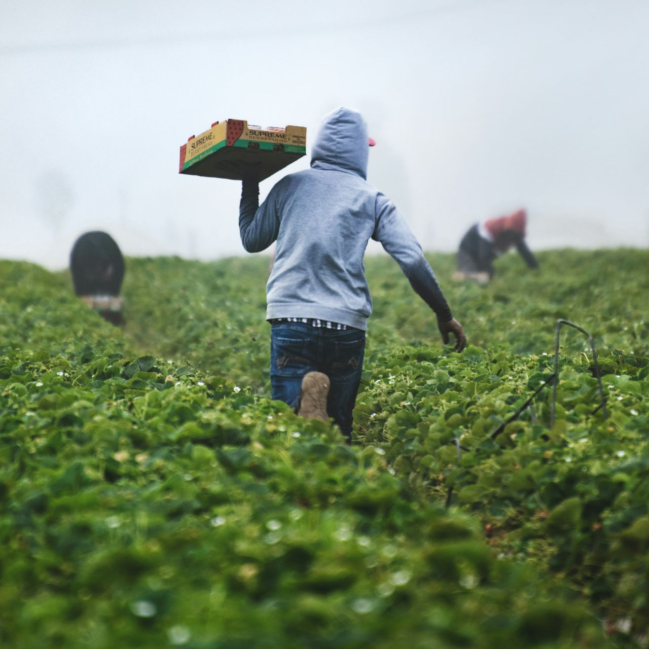 Enterprise Development